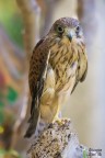 Gheppio (Falco tinnunculus)