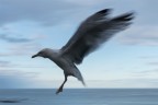 Scottish seagull Scottish seagull