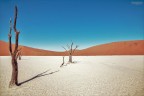 Tree tree of death Tree tree of death