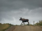 Moose crossing