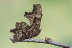 Polygonia c - album Polygonia c - album