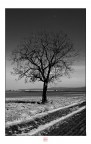 Albero desolato Albero desolato