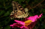 Farfalla e Fiore Farfalla e Fiore