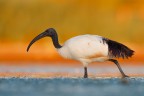 a tu per tu con l'ibis a tu per tu con l'ibis