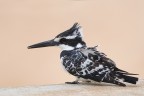 Kingfisher black & white Kingfisher black & white