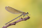 Calopteryx splendens Calopteryx splendens