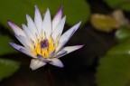 Sigurtà Ninfea stellata Sigurtà Ninfea stellata