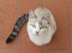 Gatto o Girino? Gatto o Girino?