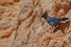 Ghiandaia di Steller (Cyanocitta stelleri) Bryce Canyon Utah Ghiandaia di Steller (Cyanocitta stelleri) Bryce Canyon Utah