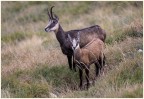 Mamma Camoscio con piccolo di 4 mesi Mamma Camoscio con piccolo di 4 mesi