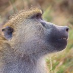 Profili selvatici Profili selvatici