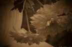 Fiore Fiore