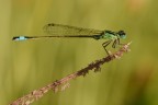 Damigella Damigella