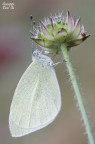 Pieris rapae Pieris rapae