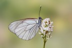 Aporia crataegi Aporia crataegi