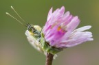 Sbirciatina Sbirciatina
