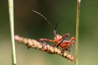 Macro 1 Macro 1