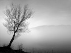 The fog The fog