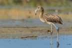 Fenicottero juv. Fenicottero juv.