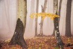 nella nebbia