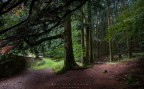 luci nel bosco