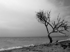 Albero solitario Albero solitario