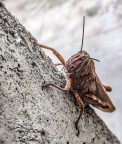 Cavalletta gigante (credo) Cavalletta gigante (credo)