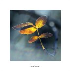 L'Autunno L'Autunno