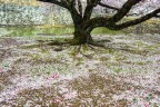 Hanami
