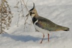 Pavoncella (Vanellus vanellus)