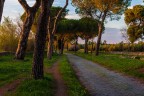 PINI DI ROMA PINI DI ROMA