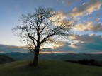 Solitario Solitario