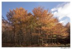Autunno in Campigna Autunno in Campigna