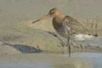 Pittima reale (Limosa limosa) Pittima reale (Limosa limosa)
