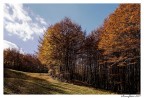 Autunno in Campigna n. 2
