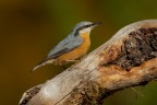 Picchio Muratore
Nuthatch
Sitta europaea (Linnaeus, 1758) 

Pontresina - Ottobre 2017