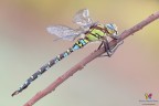 Aeshna cyanea (Müller, 1764) ♂ Aeshna cyanea (Müller, 1764) ♂