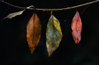 Foliage Foliage