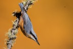 Picchio Muratore 
Nuthatch
Sitta europaea (Linnaeus, 1758)

Pontresina - Ottobre 2017