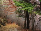Camminando nel bosco d'autunno Camminando nel bosco d'autunno
