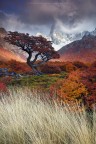 L'autunno in Patagonia � questo: contrasti cromatici incredibili, alberi che assomigliano a creature mitologiche, giochi di luce e montagne avvolte dalle nuvole. � stato un vero e proprio privilegio assistere a questa scena, da l� a pochi attimi sarebbe comparso l'arcobaleno... 
Parque Nacional Los Glaciares - Argentina