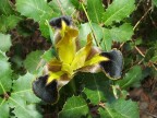 un fiore nei rovi un fiore nei rovi
