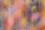 Espressioni d'autunno Espressioni d'autunno