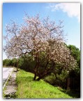 ritratto di primavera.... ritratto di primavera....