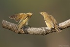 Luì piccolo (Phylloscopus collybita) Luì piccolo (Phylloscopus collybita)