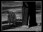 Quasi come Erwitt Quasi come Erwitt