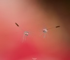 Ballerine del vento su filo di ragnatela Ballerine del vento su filo di ragnatela