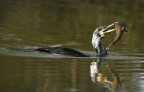 Cormorano Cormorano