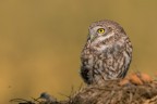 Civetta 
Athene noctua (Scopoli 1769)
Little Owl

Ottobre 2017 Piemonte