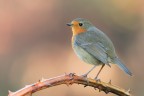 Il pettirosso Il pettirosso
